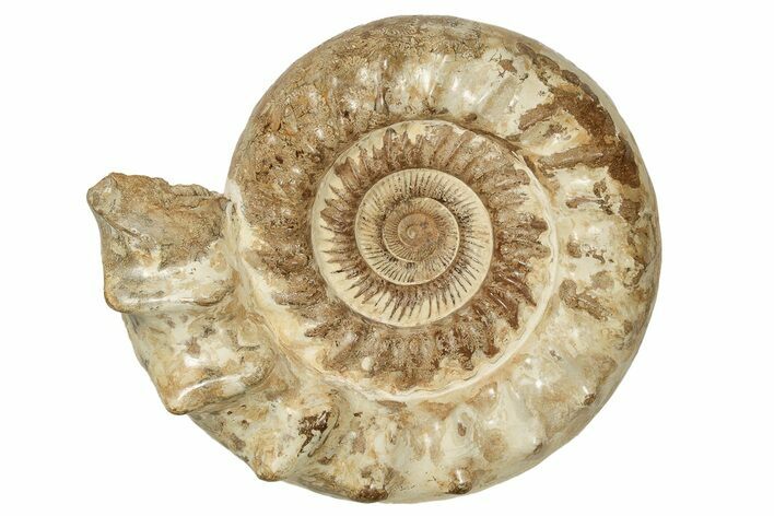 Huge, Jurassic Ammonite (Kranosphincites) Fossil - Madagascar #223796